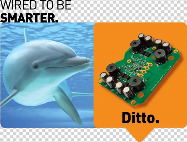 Dolphins Are Considered To Be One Of The Most Intelligent
