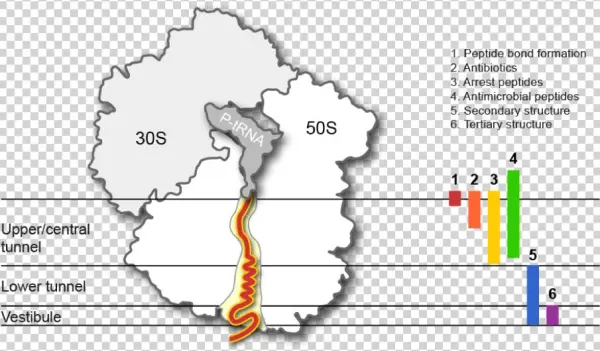 The Ribosomal Exit Tunnel