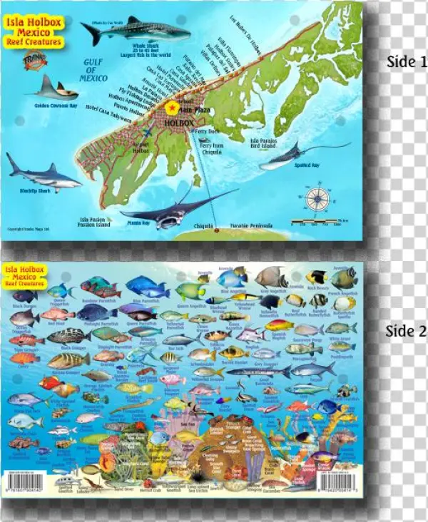 33146 Holbox Fish Card