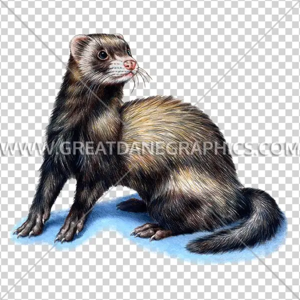 825 X 825 4 - Ferret