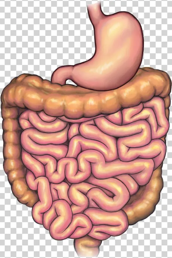 Before Surgery - Illustration