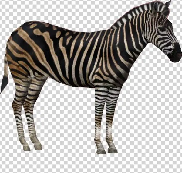 Chapmanzebraam