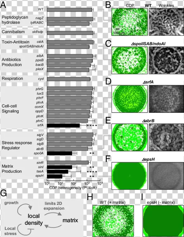 Ko Strains Are Categorized And Listed By Their Functions
