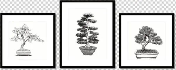 Bonsai Group 1b - Bonsai