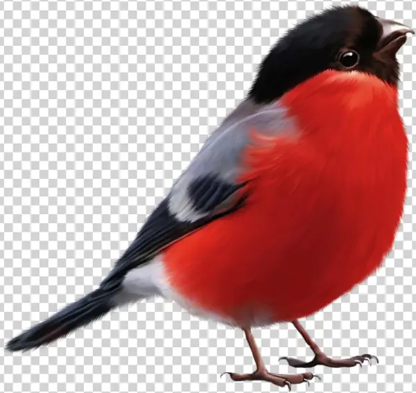 Cartoon Sparrow Vector - Bullfinch Png