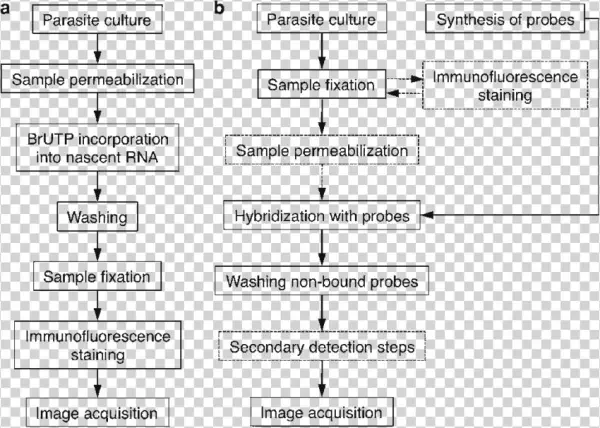 General Outline Of The Brutp Transcription And Fish - Number