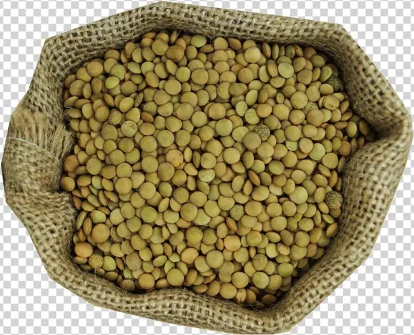 Llentia Pardina - Pulse