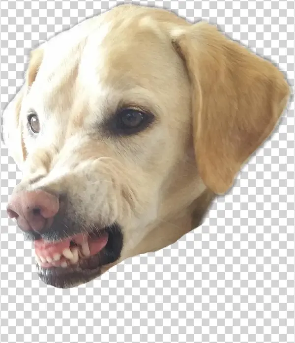 Petsandanimals Sticker - Dog Yawns