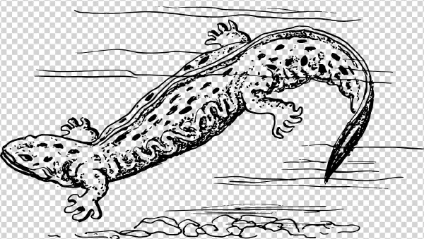 2400 X 1356 9 - Amphibians Black And White