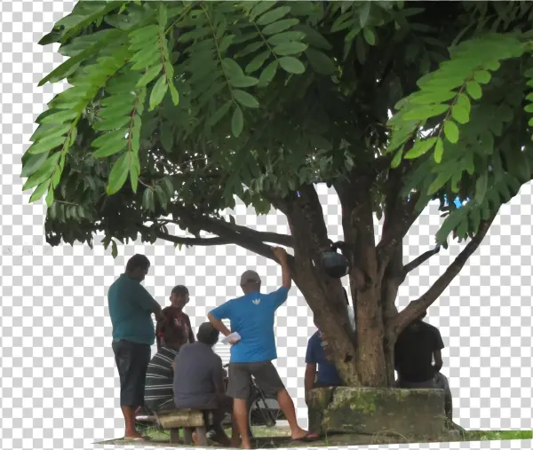 Arvore Sombra Conversa Prosa - Vacation