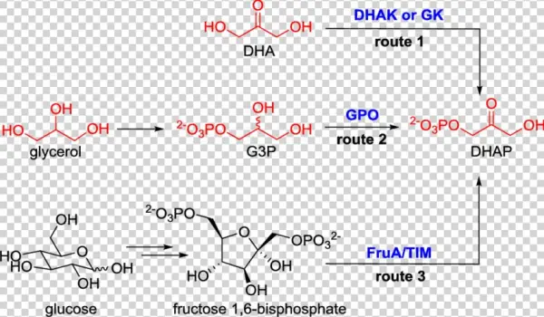 Enzymatic Routes To Dhap - Diagram