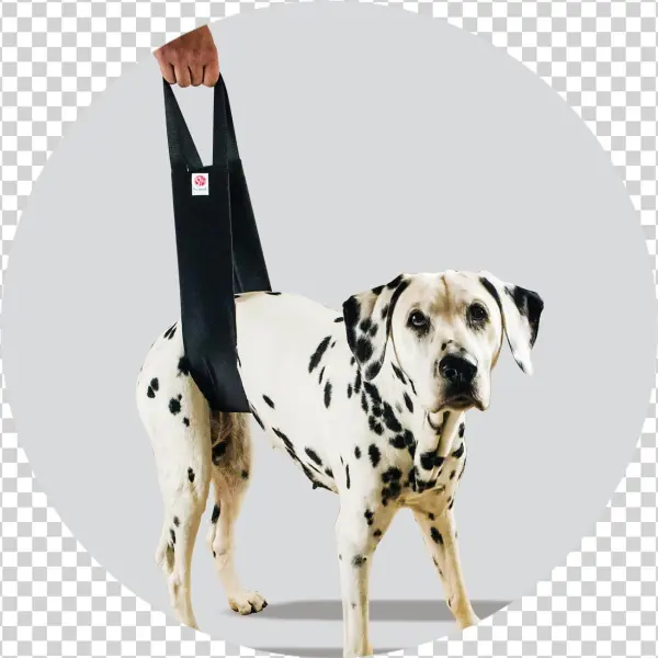 Helping Hand Standard - Dalmatian