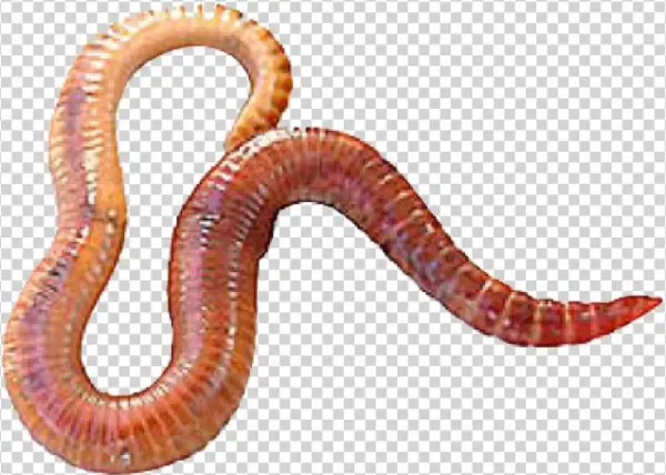 Original - Eisenia Fetida