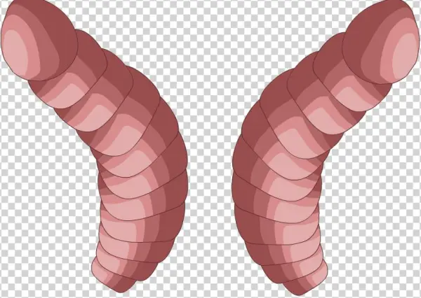 Worms Png - Illustration