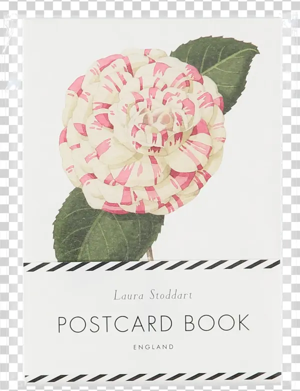 Description - Illustrator