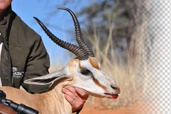 Hunt In Africa Springbuck - Springbok