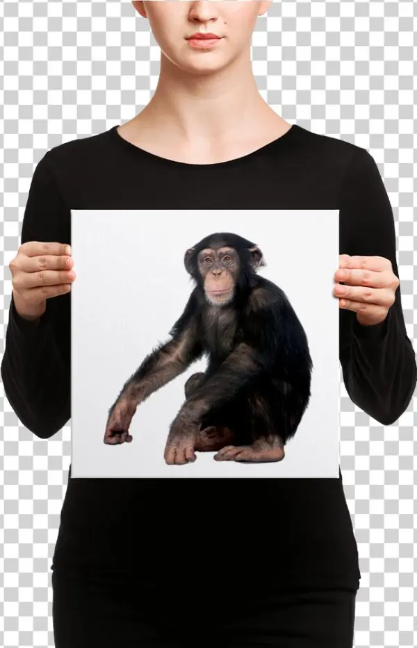 Chimpanzee Canvas - Canvas
