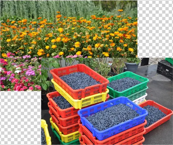 Ingredientscollage - Garden
