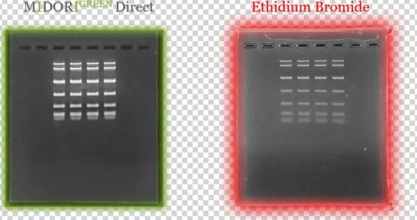 Midori Green Direct Vs Etbr - Plastic