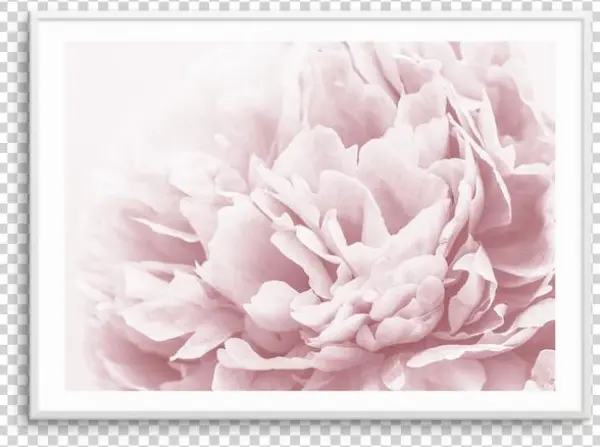 Peony In Bloom Ii Peony In Bloom Ii - Art