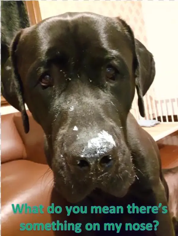 Photo Of Lenny Dl1896 - Companion Dog