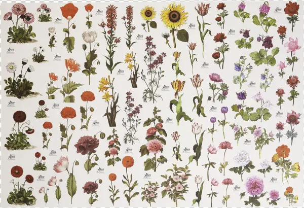 Picture Of Flower Paper - Motif