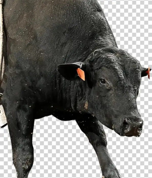 Rising Sun - Dairy Cow