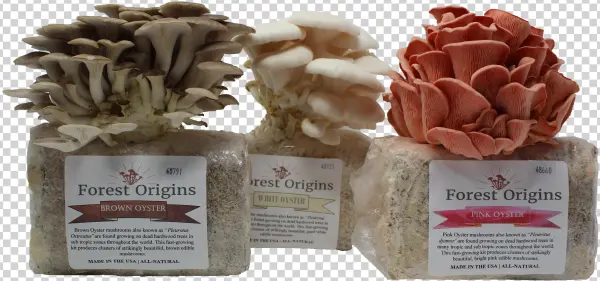 Specialty Trio Mushroom Grow Kits