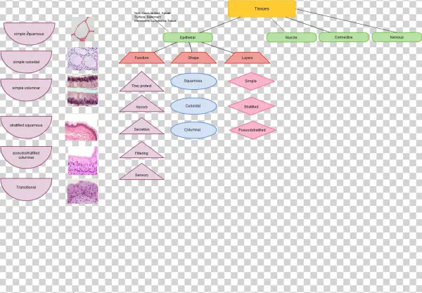 Tissues And Epithelial Tissues