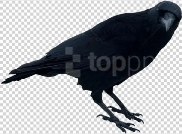Free Png Download Black Crow Standing Png Images Background