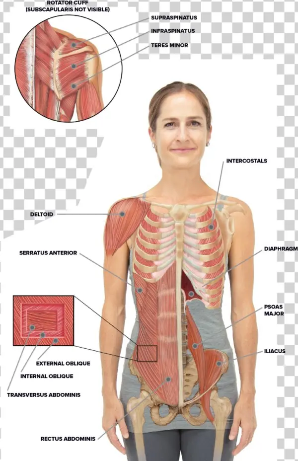 Torso And Shoulder Anatomy - Standing
