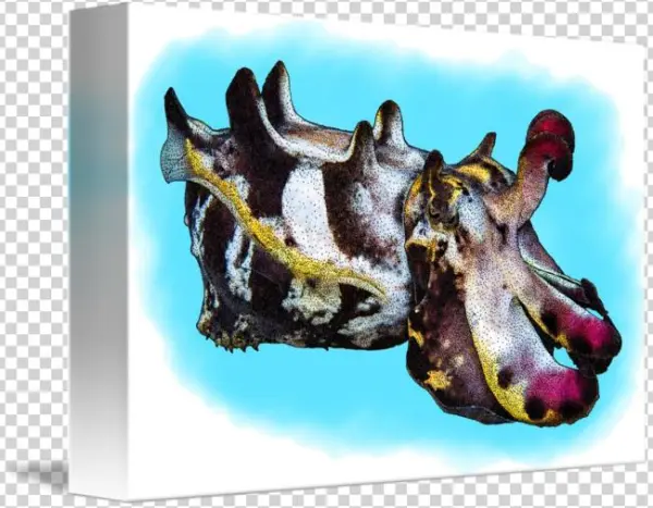 Flamboyant Cuttlefish By Roger Hall Download - Metasepia Pfefferi