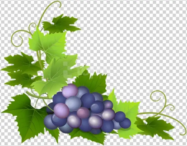 Free Png Grape Png