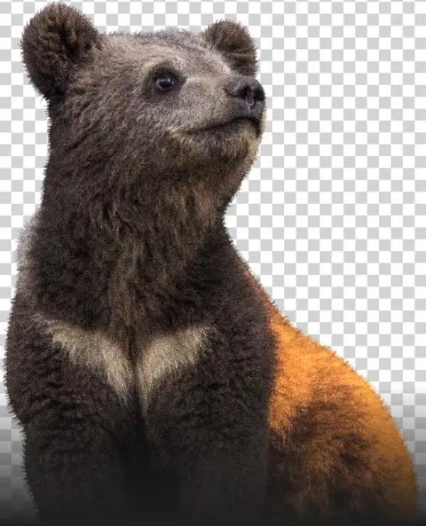 The Bear With An Unique Fate - Punxsutawney Phil
