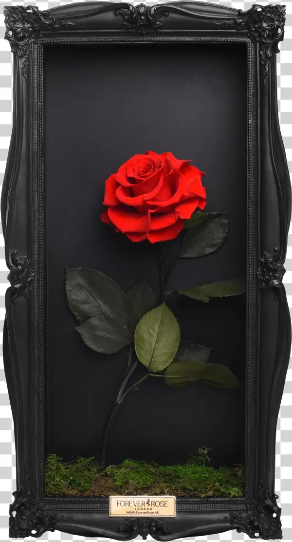 Wall Frame - Floribunda