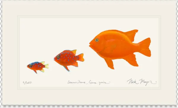 Garibaldi Phases - Garibaldi (fish)