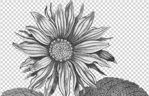 Подсолнух Черно Белые Png