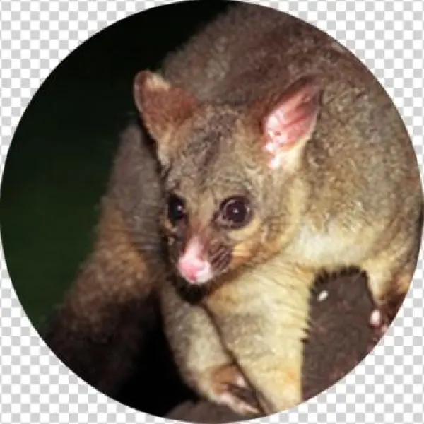 Posam Animal