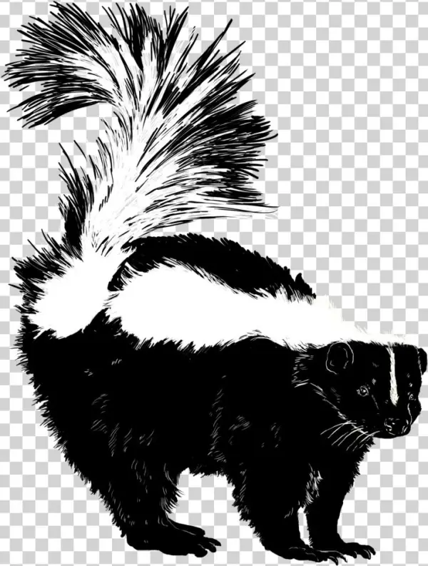 Skunk