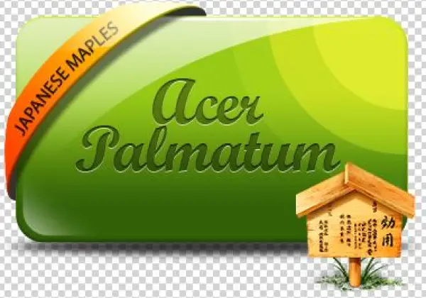 Acer Palmatum Seiryu - Acer Dissectum