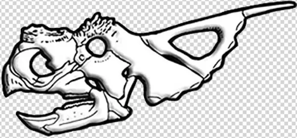 Achelousaurus Skull Diagram - Achelousaurus