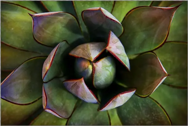 Agave Del Desierto - Desert