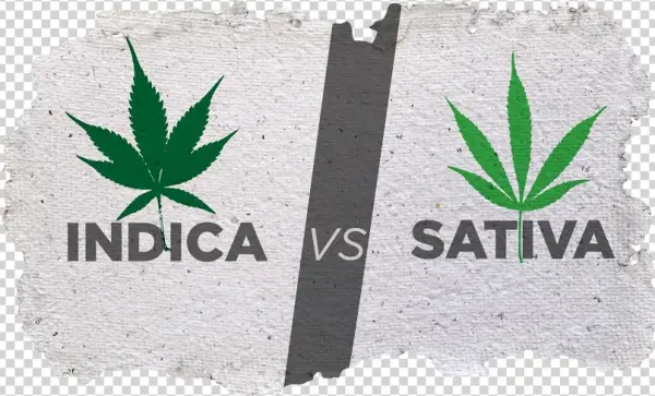 Cannabis - ההבדל בין סאטיבה לאינדיקה