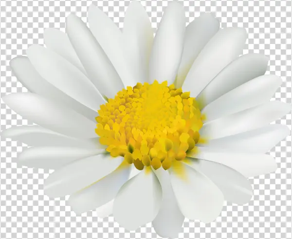 Chamomile Png