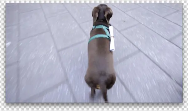 Dachshund In Transit - Dachshund