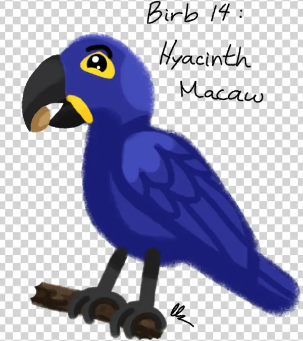 Hyacinth Macaw - Drawing