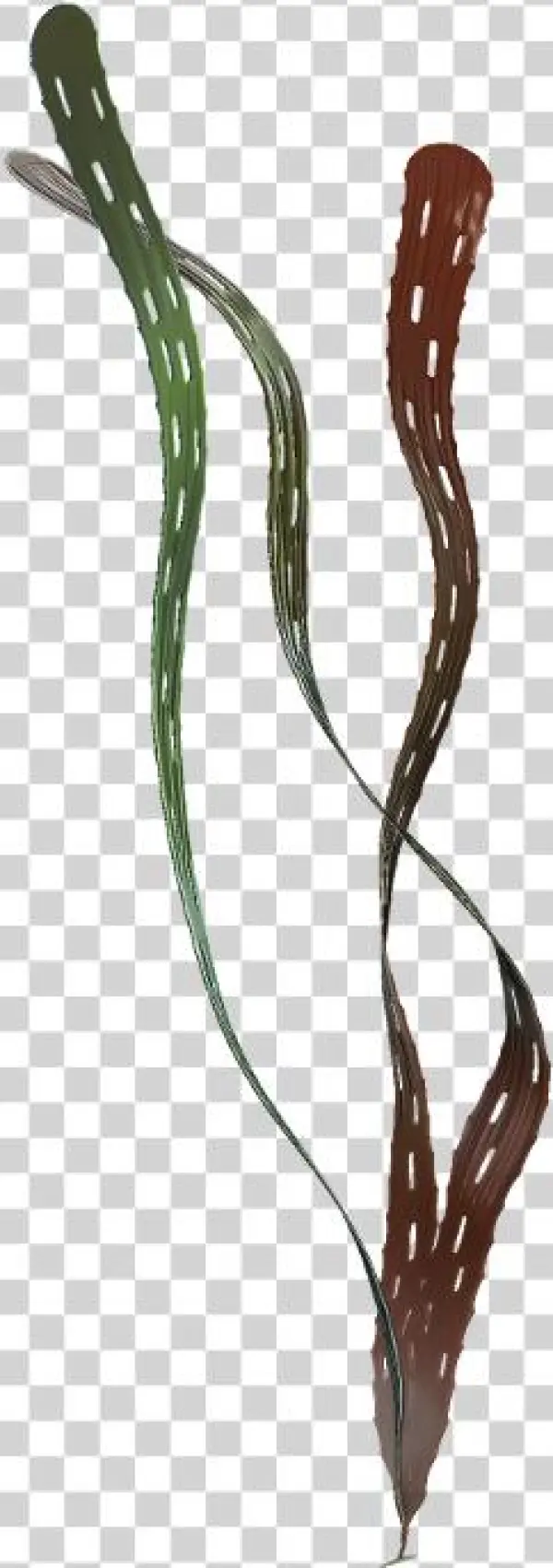 Margaretia Dorus Reconstruction - Burgess Shale