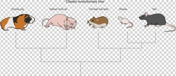 Naked And Unafraid - Rodent