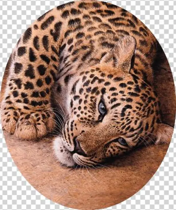 Trevor Boyer Young Leopard - African Leopard