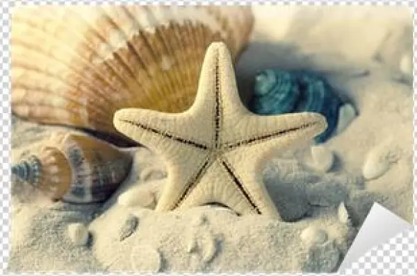 Wall Stickers Wall Decals Style Big Starfish Pvc Wall